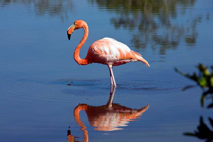 Three-Brothers-Tours-shore-birds-flamingos