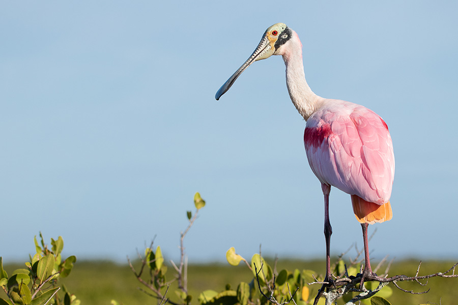 Three-Brothers-Tours-shore-birds-roseate-spoonbill