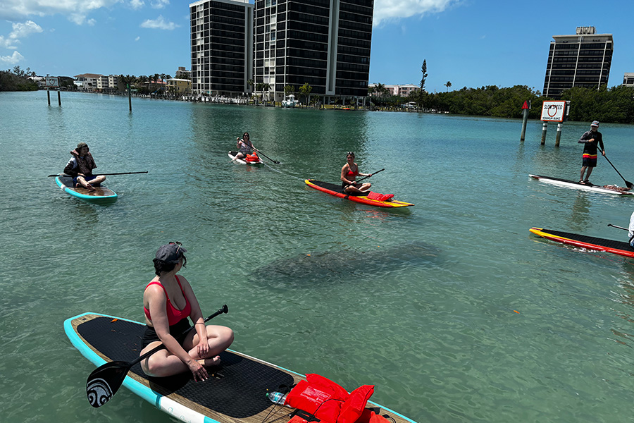 paddle board tour guests viewing a manatee while on tour with three brothers adventure tours in fort myers florida