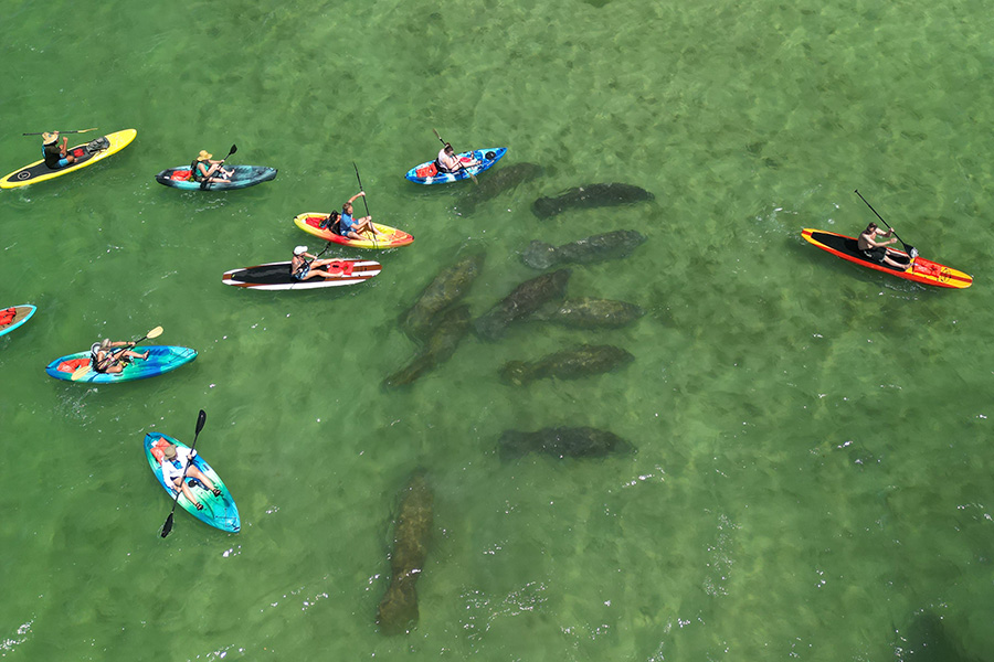 paddle board and kayak eco tour guests experience several manatee during a midday eco tour